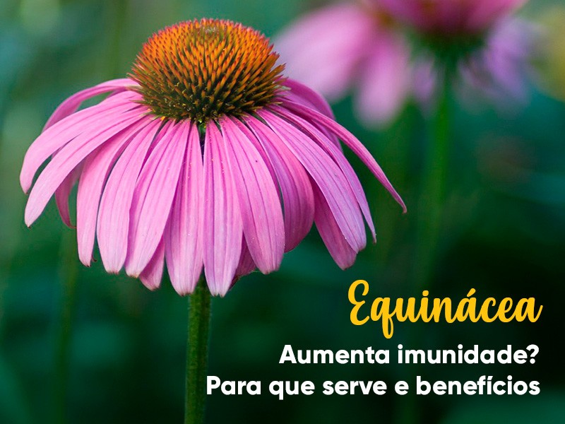 Equincea aumenta imunidade? Entenda para que serve e os benefcios!